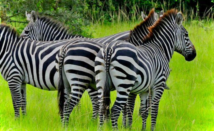 zebras in lake mburo nationl park
