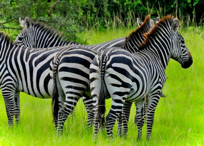 zebras in lake mburo nationl park