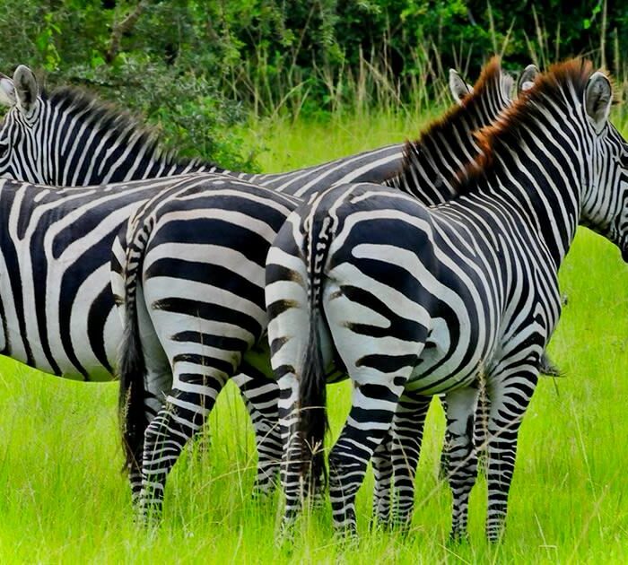 zebras in lake mburo nationl park