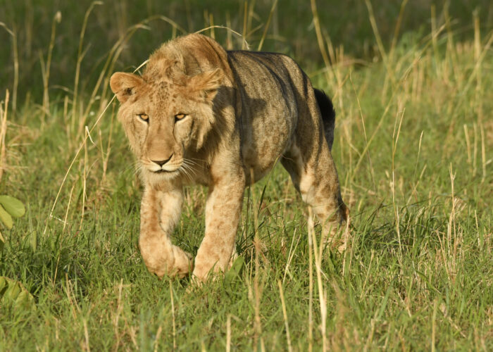 queen elizabeth national park