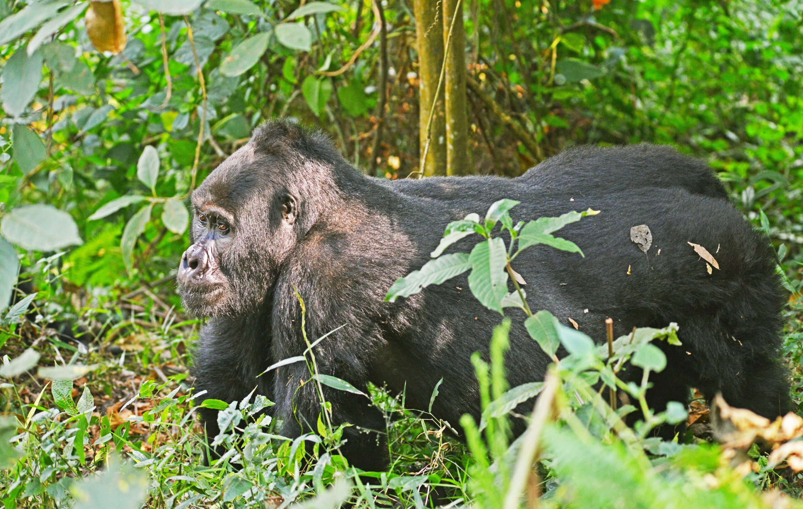 mountain gorilla trekking