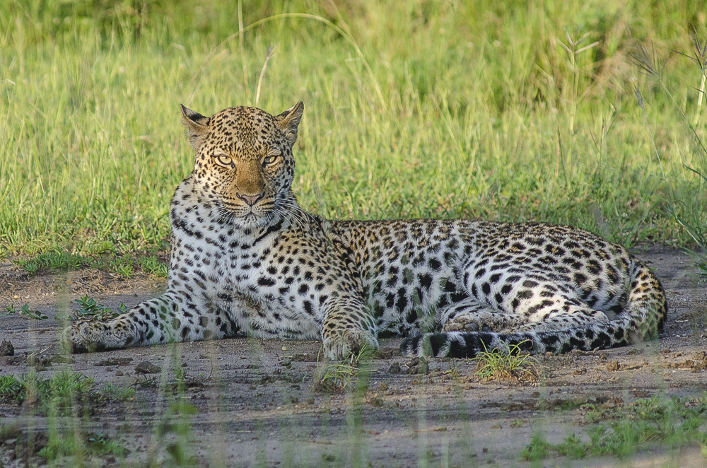 game drive safari in uganda