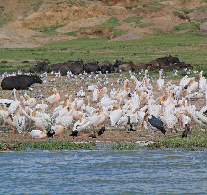 boatcruise on kazinga channel