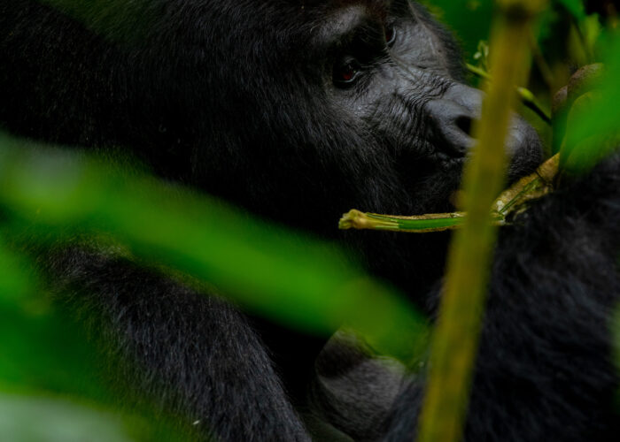 gorilla trekking safari