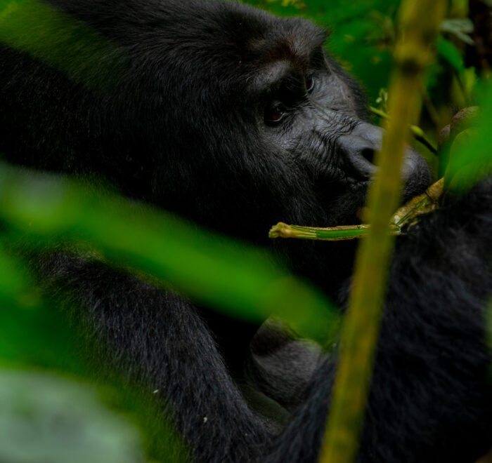 gorilla trekking safari
