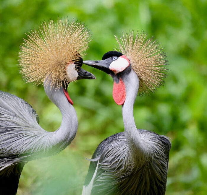birding watching experience in uganda