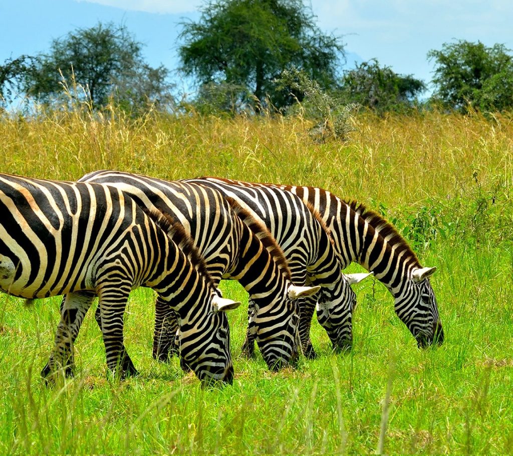 zebras in lake mburo national park