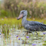 shoebill watching mabamba swamp in uganda