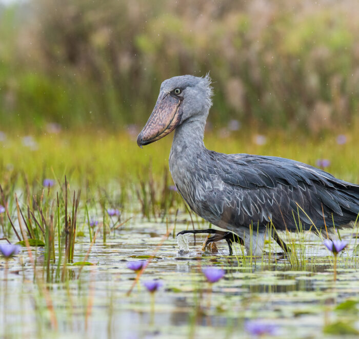 shoebill watching mabamba swamp in uganda