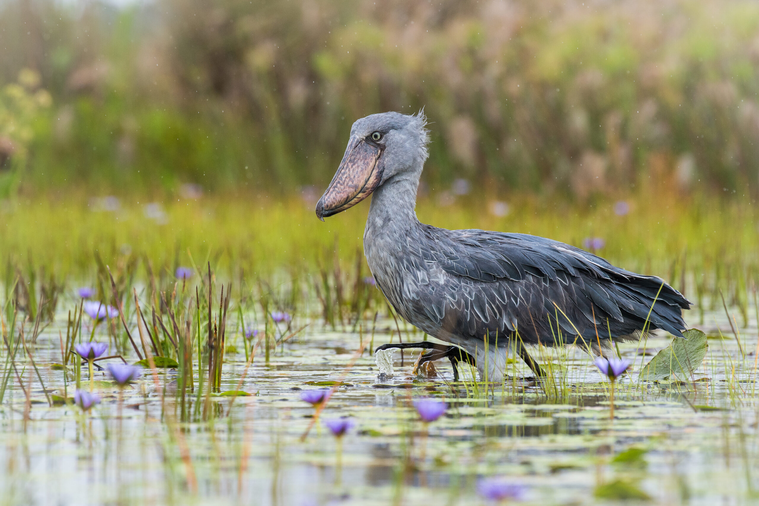 shoebill watching mabamba swamp in uganda