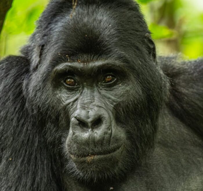 gorilla trekking uganda