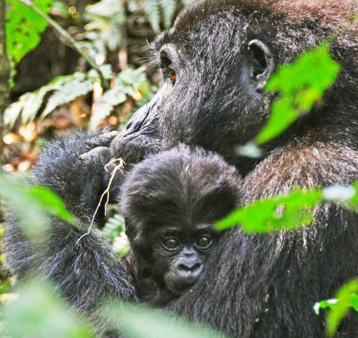 gorilla trekking uganda