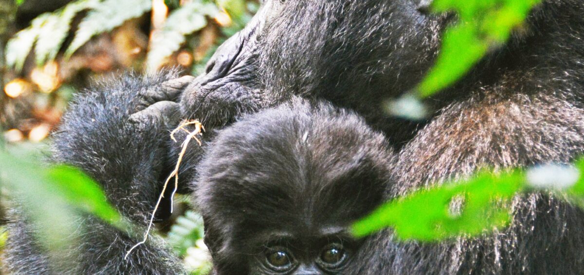 when is the best time to visit uganda