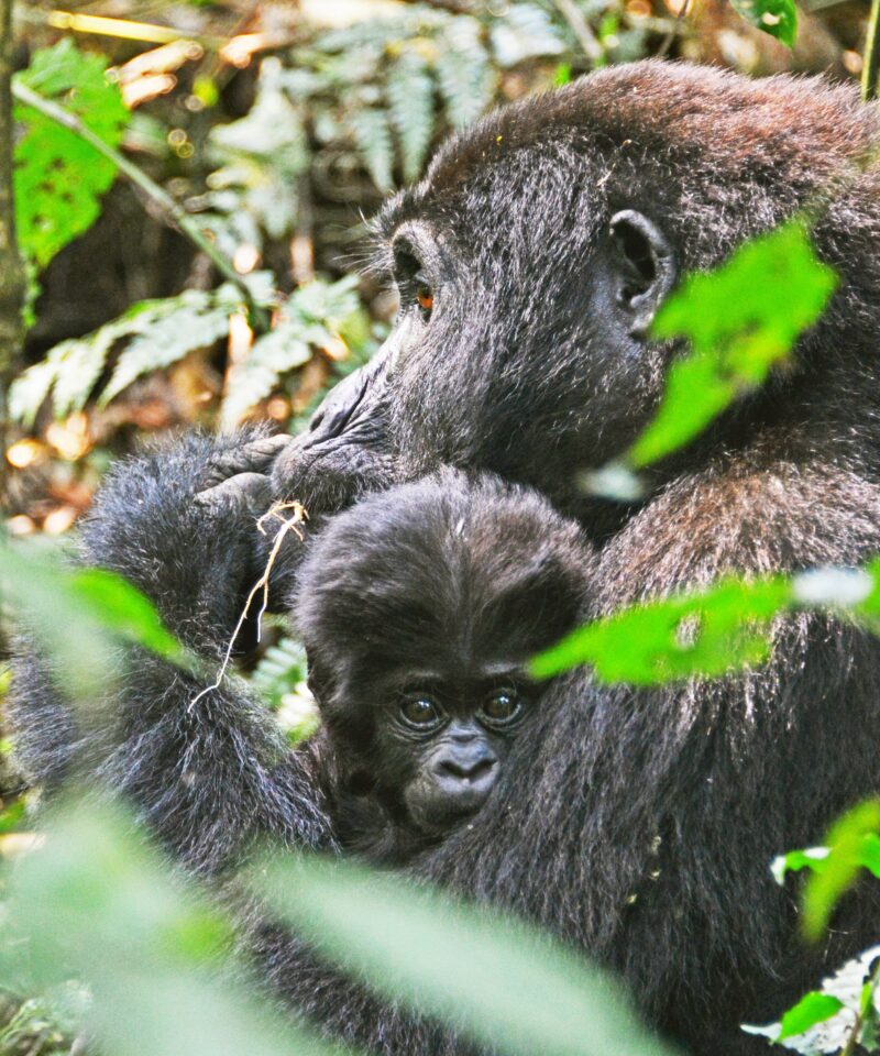 when is the best time to visit uganda