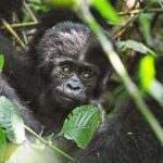 bwindi impenetrable forest national park