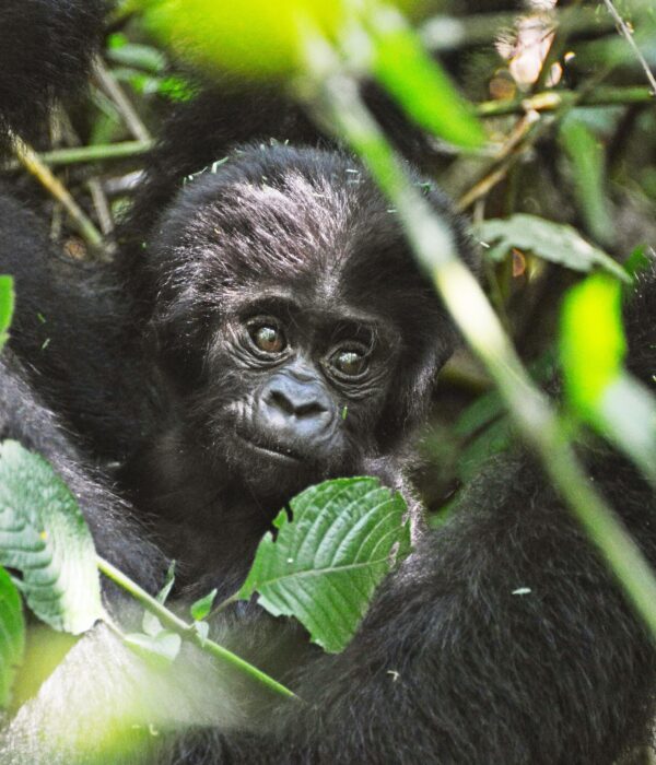 bwindi impenetrable forest national park