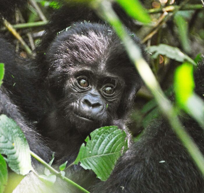 bwindi impenetrable forest national park
