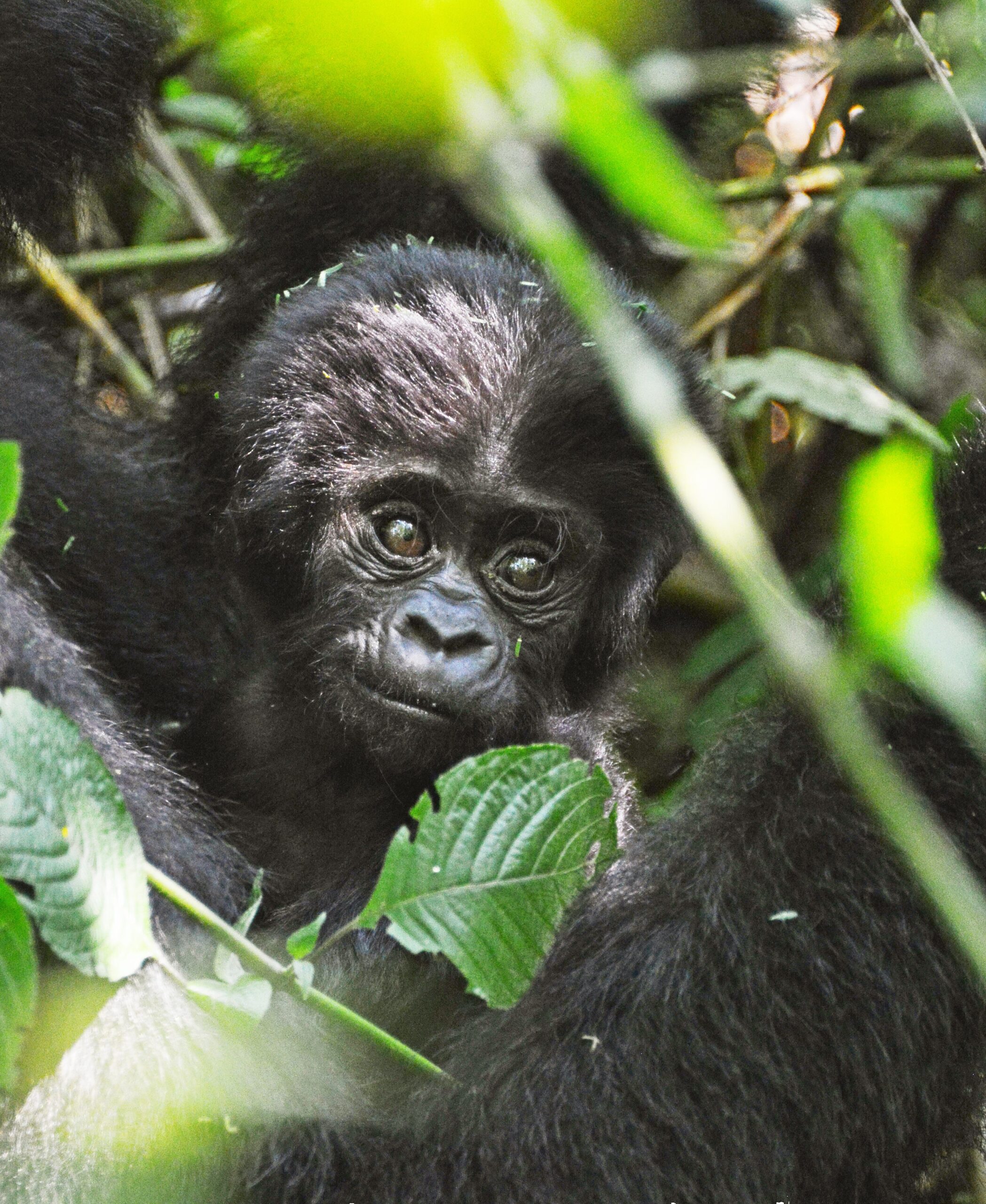 bwindi impenetrable forest national park