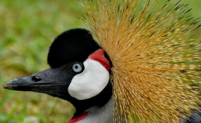 10 DAYS BEST OF UGANDA BIG5 AND PRIMATE SAFARI WITH SHOEBILL TREKKING