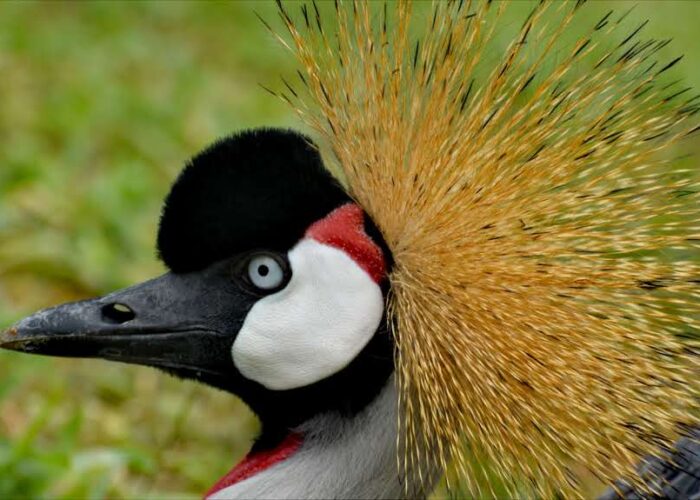 10 DAYS BEST OF UGANDA BIG5 AND PRIMATE SAFARI WITH SHOEBILL TREKKING