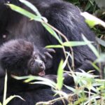 Discover everything about gorilla trekking in Uganda, permits, costs, Bwindi, Mgahinga, packing tips, and expert travel advice.