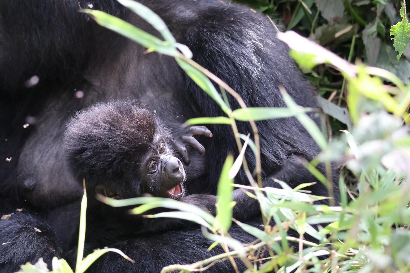 Discover everything about gorilla trekking in Uganda, permits, costs, Bwindi, Mgahinga, packing tips, and expert travel advice.