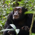 The Ultimate Guide to Uganda Safaris in 2026: Everything You Need to Plan the Journey of a Lifetime